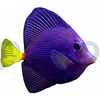 Aquacultured Purple Tang