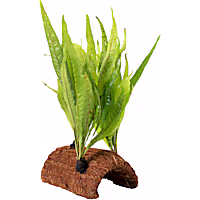 Halftube with Coco and Plant