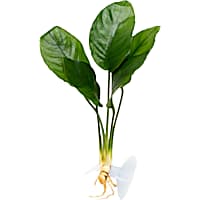 Anubias Plant on Suction Cup