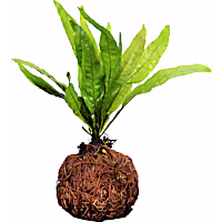 Coco Ball with Plant