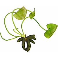 Banana Plant
