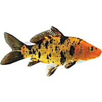 Black & Red Koi