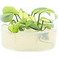 Anubias Pinto Tissue Culture