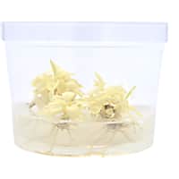 Anubias White Rose Tissue Culture