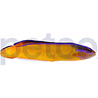 Aquacultured Neon Aldabraensis Dottyback