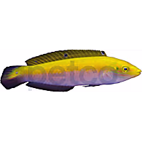 Canarytop Wrasse