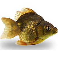 Petco fancy goldfish sales