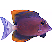 Bristletooth Tomini Tang