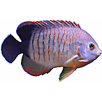 Red Stripe Eibli Angel