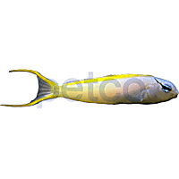 Forktail Blenny