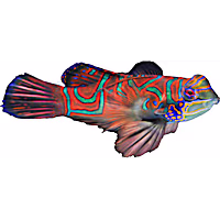 Red Mandarin Goby