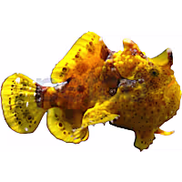 Colored Angler