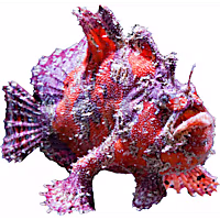 Shaggy Angler