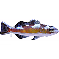 Tobacco Basslet