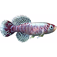 Red Orchid Eggersi Killifish