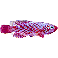 Rubripinnis Killifish