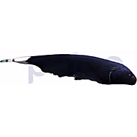 Black Ghost Knifefish