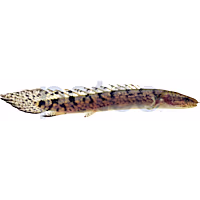 Delhezi Bichir