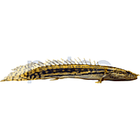 Guinean Ansorgii Bichir