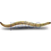 Freshwater Moray Eel