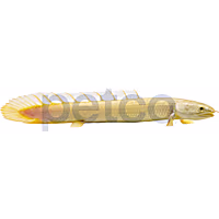 Platinum Semi Senegalus Bichir