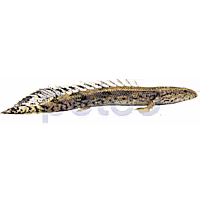 Saddled Endlicheri Bichir