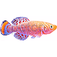 Rachovii Killifish