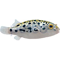 Green Spotted Pufferfish