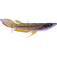 Golden Wonder Killifish