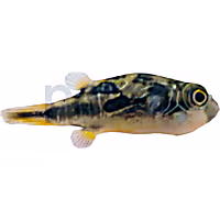 Indian Pea Pufferfish