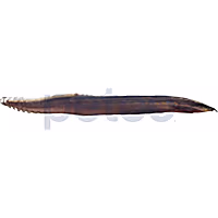 Fire Eel