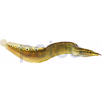 Peacock Eel