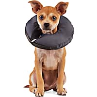 Kong cloud collar petco top