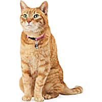 YOULY Metal Bells Cat Apparel