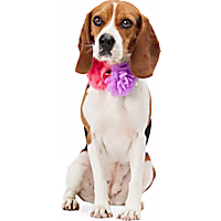 YOULY Flower Collar Accessory for Dogs