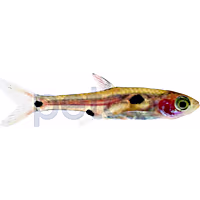 Dwarf Spotted Rasbora