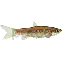 Clown Rasbora