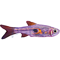 Hengeli Glowlight Rasbora