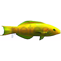 Male Banana Wrasse