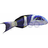 Jansen Saddle Wrasse - Small