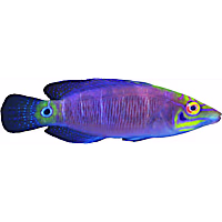 Mystery Wrasse - Small