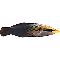 Female Black Bird Wrasse