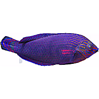 Dusky Margined Wrasse