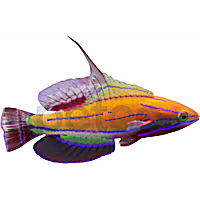 Maldives McCosker's Wrasse