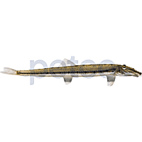 Bottom feeder fish petco 2025