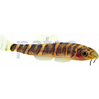 Fire-eyed Loach