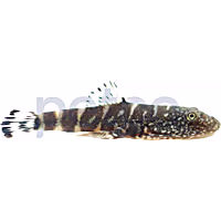 Yellow Finned Sucker Loach