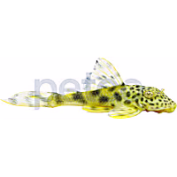 Para Yellow Spotted Plecostomus L-075