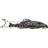 Petco sucker fish store
