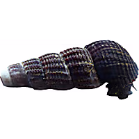 Yellow Spotted Rabbit Snail